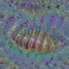 n01950731 sea slug, nudibranch